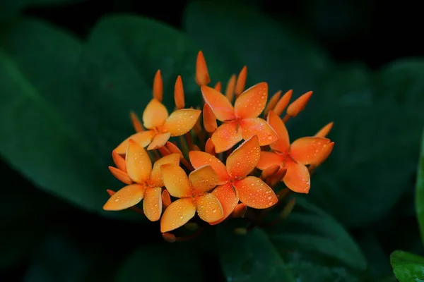 Grande Closeup Flor Ixora Fundo Escuro — Fotografia de Stock