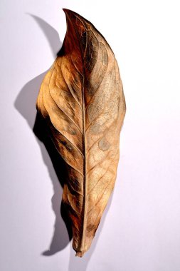 Beyaz arka planda gerçek kuru yapraklar ve gölgeler