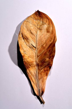 Beyaz arka planda gerçek kuru yapraklar ve gölgeler