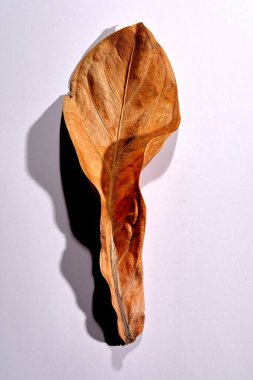 Beyaz arka planda gerçek kuru yapraklar ve gölgeler