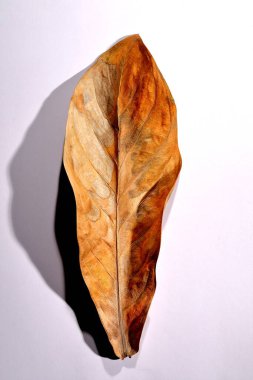 Beyaz arka planda gerçek kuru yapraklar ve gölgeler