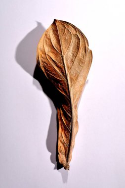 Beyaz arka planda gerçek kuru yapraklar ve gölgeler