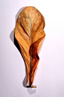 Beyaz arka planda gerçek kuru yapraklar ve gölgeler