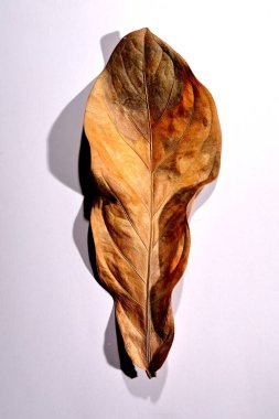 Beyaz arka planda gerçek kuru yapraklar ve gölgeler