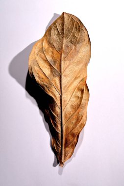 Beyaz arka planda gerçek kuru yapraklar ve gölgeler