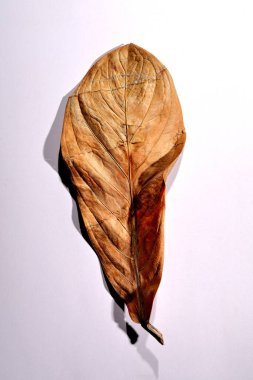 Beyaz arka planda gerçek kuru yapraklar ve gölgeler