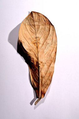 Beyaz arka planda gerçek kuru yapraklar ve gölgeler