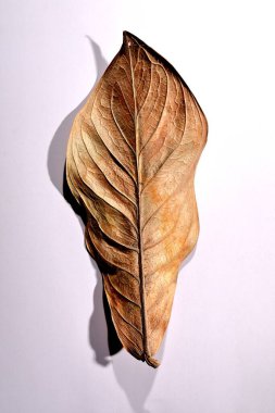 Beyaz arka planda gerçek kuru yapraklar ve gölgeler