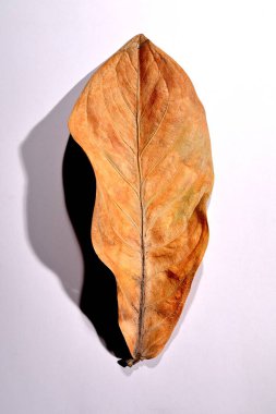 Beyaz arka planda gerçek kuru yapraklar ve gölgeler