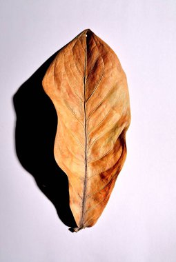 Beyaz arka planda gerçek kuru yapraklar ve gölgeler