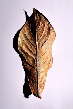 Beyaz arka planda gerçek kuru yapraklar ve gölgeler