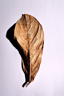 Beyaz arka planda gerçek kuru yapraklar ve gölgeler