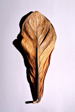 Beyaz arka planda gerçek kuru yapraklar ve gölgeler