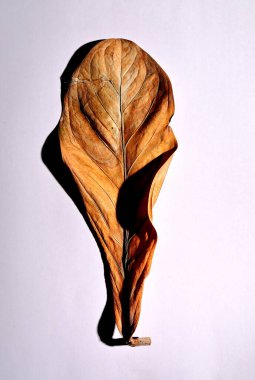 Beyaz arka planda gerçek kuru yapraklar ve gölgeler