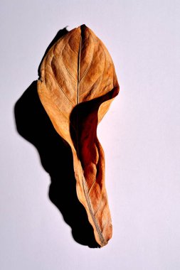 Beyaz arka planda gerçek kuru yapraklar ve gölgeler