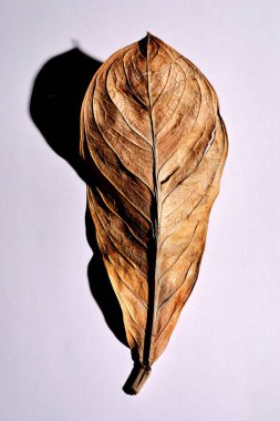 Beyaz arka planda gerçek kuru yapraklar ve gölgeler