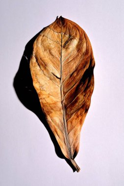 Beyaz arka planda gerçek kuru yapraklar ve gölgeler