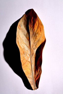 Beyaz arka planda gerçek kuru yapraklar ve gölgeler