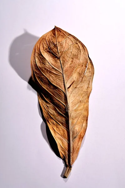 Beyaz arka planda gerçek kuru yapraklar ve gölgeler