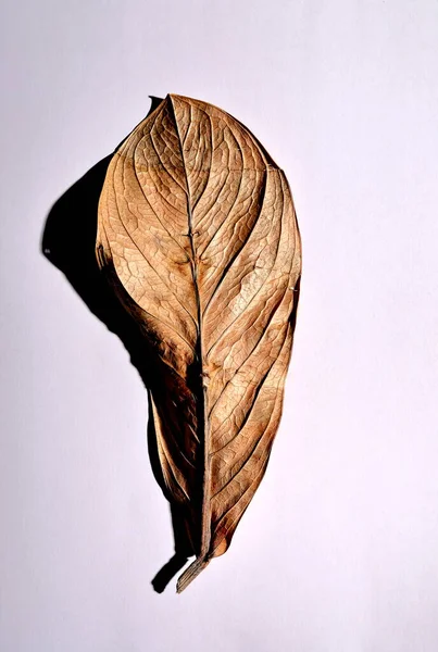 Beyaz arka planda gerçek kuru yapraklar ve gölgeler