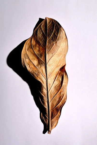 Beyaz arka planda gerçek kuru yapraklar ve gölgeler