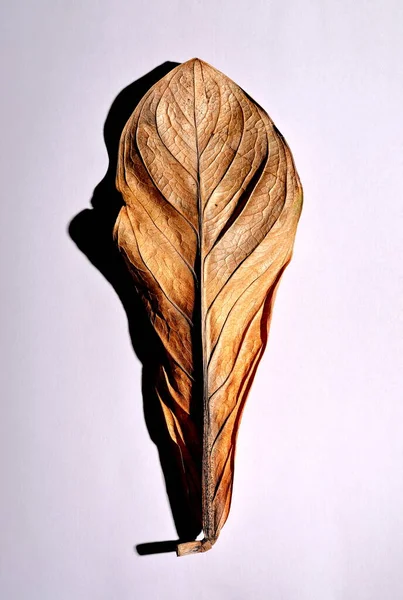 Beyaz arka planda gerçek kuru yapraklar ve gölgeler