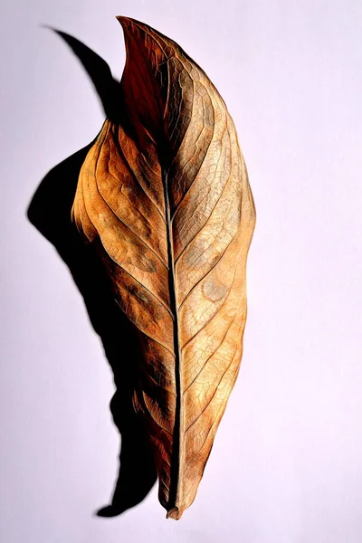 Beyaz arka planda gerçek kuru yapraklar ve gölgeler