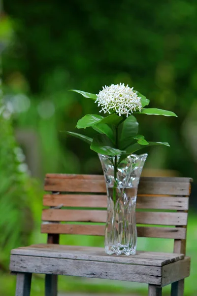 Siamese Flor Ixora Branca Vaso Vidro Colocado Jardim Fotografias De Stock Royalty-Free