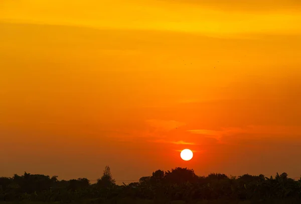 Sunset Beautiful Orange Evening Sky Silhouette Trees — Stock Photo, Image