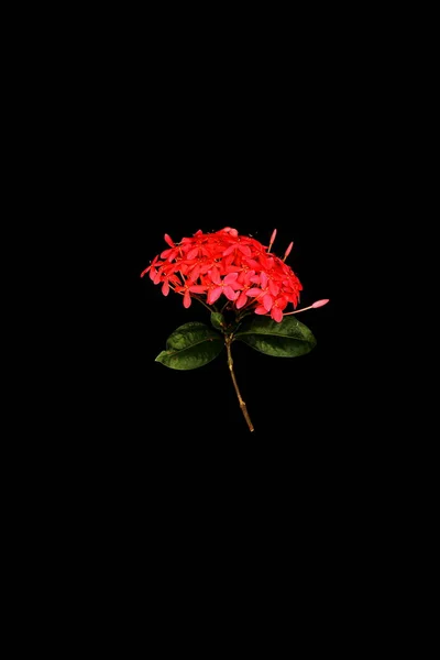 黑色背景上的红色小穗花 — 图库照片