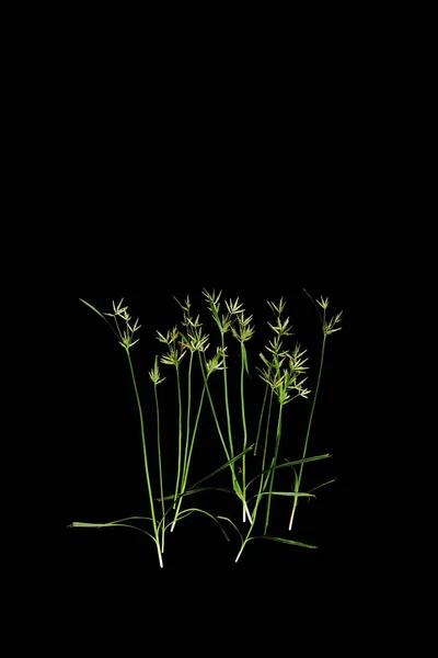黑色背景上的野草花 — 图库照片