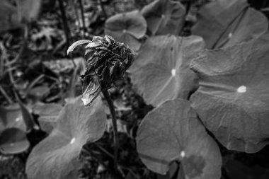 Siyah ve beyaz. Solmuş nilüfer yaprakları ve nilüfer yaprakları suda.