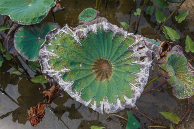 Nilüfer yaprakları kurur ve solmaya başlar.