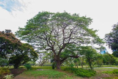 Güzel büyük ağaç dalları, sapları ve yaprakları parkta.