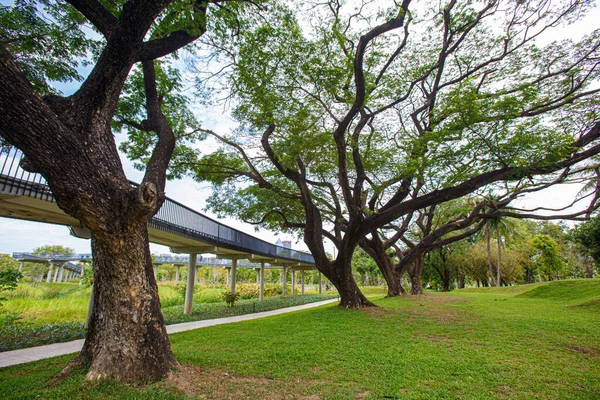 Skywalk Die Zich Uitstrekt Een Prachtige Tuin Vele Grote Bomen — Stockfoto