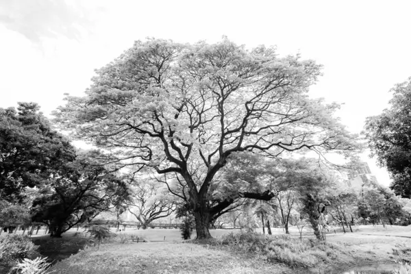 Чорно Білі Красиві Гілки Великих Дерев Стебла Листя Парку — стокове фото