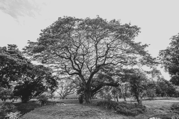 Fekete Fehér Gyönyörű Nagy Faágak Szárak Levelek Parkban — Stock Fotó