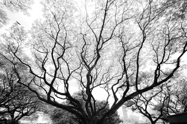 Чорно Білий Мураха Дивиться Красивий Верх Гілок Великого Дерева Стебел — стокове фото
