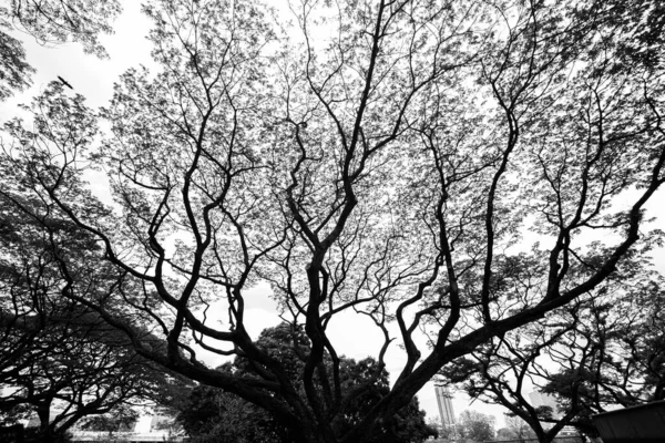 Черно Белые Глаза Муравья Смотрят Красивую Верхушку Больших Ветвей Деревьев — стоковое фото