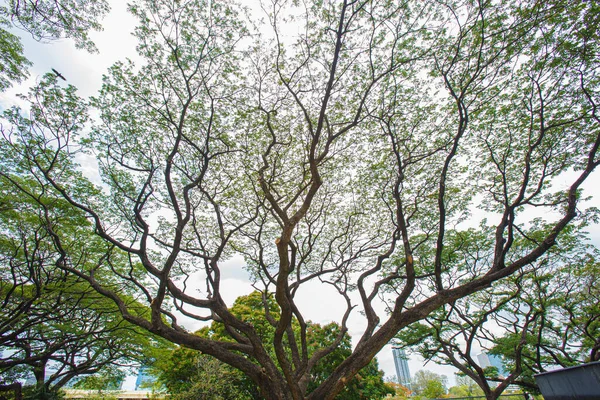 Oczy Mrówek Widok Piękny Szczyt Dużych Gałęzi Drzewa Łodygi Liście — Zdjęcie stockowe