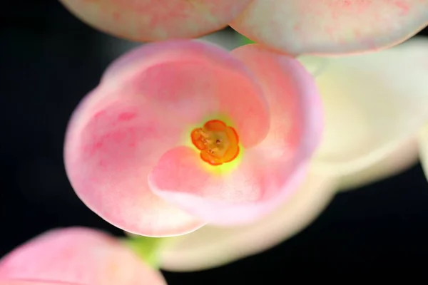 Yakın plan Güzel pembe Euphorbia değirmen çiçeği