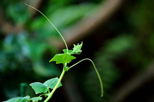 Young Shoots Cucumber Tree Dark Background — Stock Photo, Image