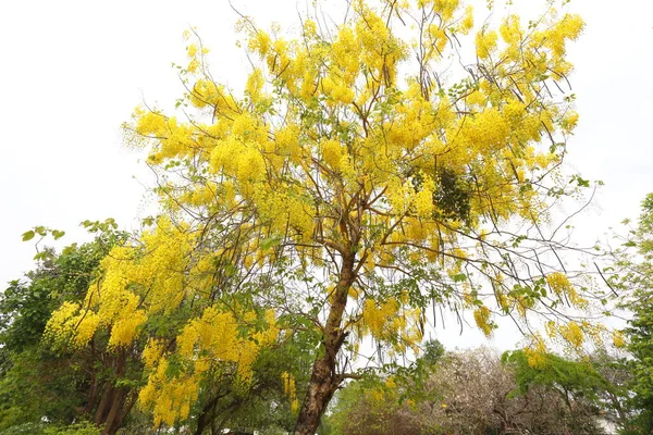 黄花盛开 仙人掌花盛开 初夏美丽 — 图库照片