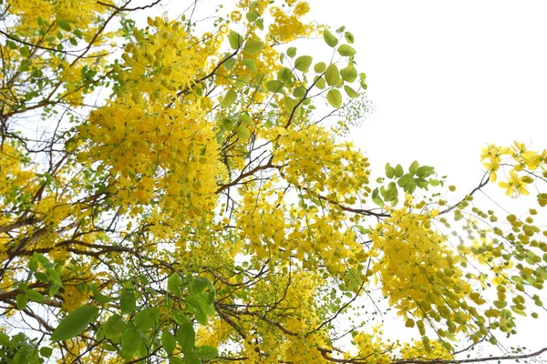Κίτρινα Λουλούδια Άνθη Συριγγίας Κάσια Ανθίζουν Αφθονία Και Είναι Όμορφα — Φωτογραφία Αρχείου