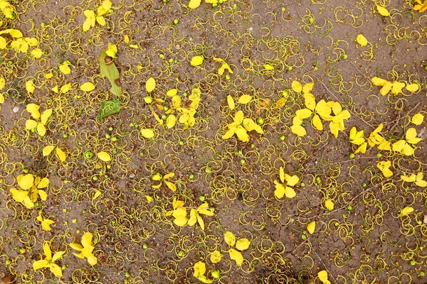 卡西亚瘘管花的雄蕊和花瓣倒在地上 — 图库照片