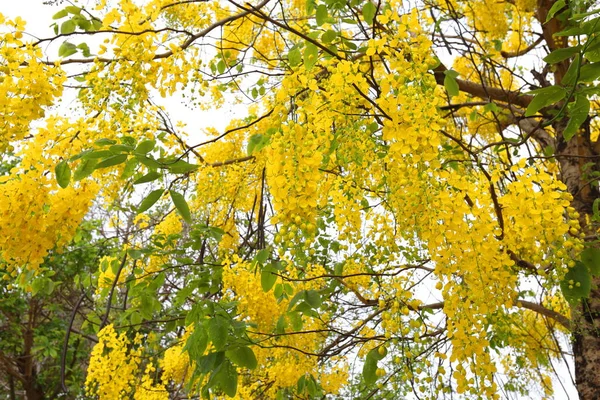 Sárga Virágok Cassia Sipolyok Virágzik Bőségesen Gyönyörűek Nyár Elején — Stock Fotó