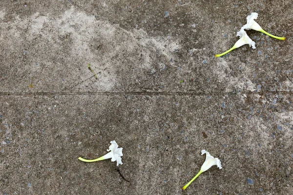 Dolichandrone Serrulata Blommor Föll Till Marken — Stockfoto