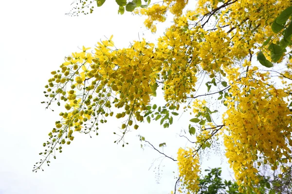 Žluté Květy Cassia Píštěle Květy Kvést Hojnosti Jsou Krásné Začátku — Stock fotografie