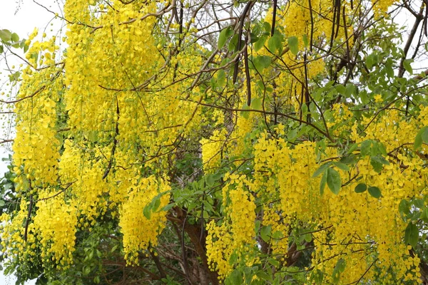 Sárga Virágok Cassia Sipolyok Virágzik Bőségesen Gyönyörűek Nyár Elején — Stock Fotó