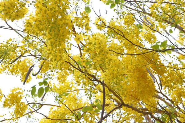 Gelbe Blüten Cassia Fistelblüten Blühen Hülle Und Fülle Und Sind — Stockfoto